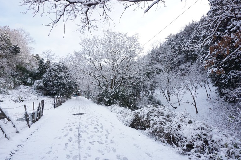 Snowy path with foot prints in the snow